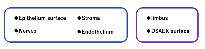 corneal layers